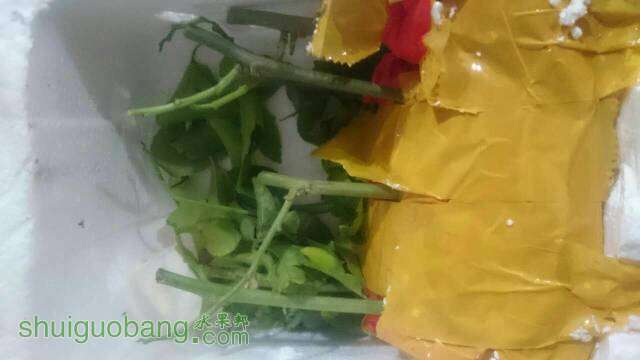 百香果苗发过来叶子都掉光了还能种活吗