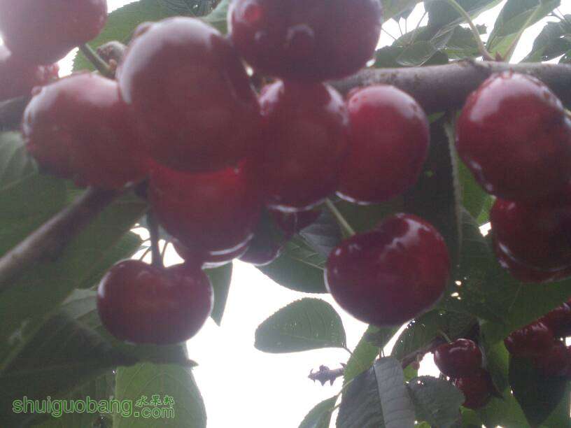 125429n2ass25l4qdpccov.jpg