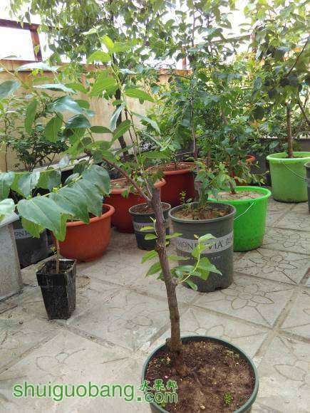 ڵ˺Ҷ