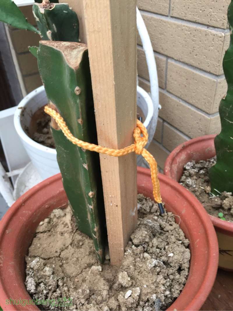 陈美女家火龙果,不知道是要开花还是要长支条