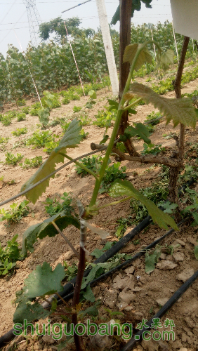 20160609105825.jpg