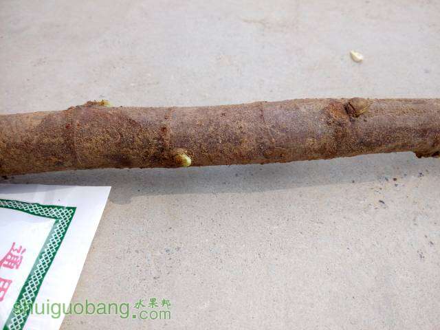 094450znni0sxasahs700n.jpg
