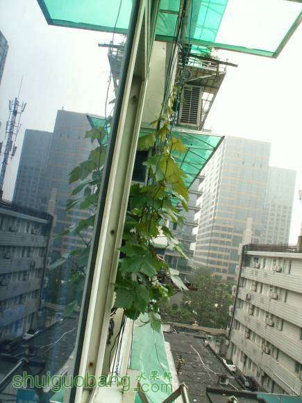 PICT8694.JPG