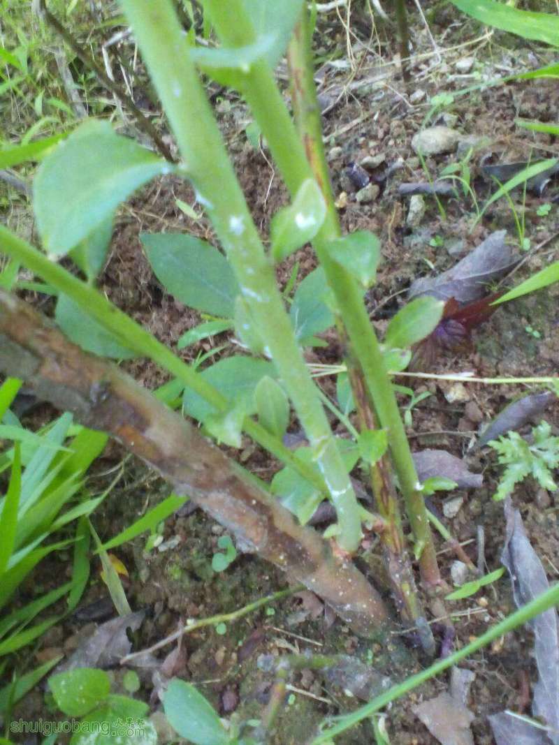 122054l0tawki8kb431d1c.jpg