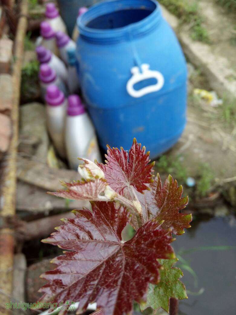 202103nc49maggdmzhdcbp.jpg