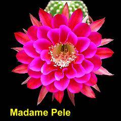 Madame Pele��2.jpg