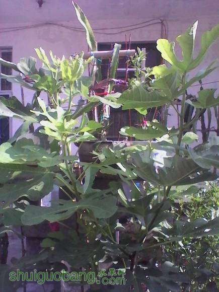 IMG_20150809_084018.jpg