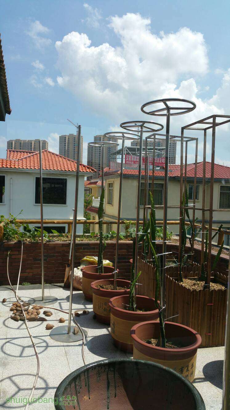 火龙果架子越高越好吗?