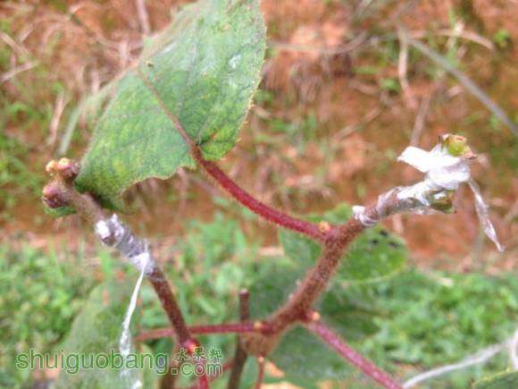 IMG_0518_С.JPG