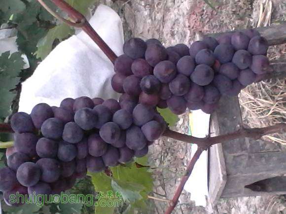 Ƭ 066.jpg