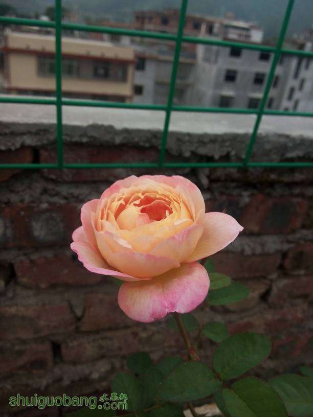 180749ii7i67kkqzqiia6i.jpg