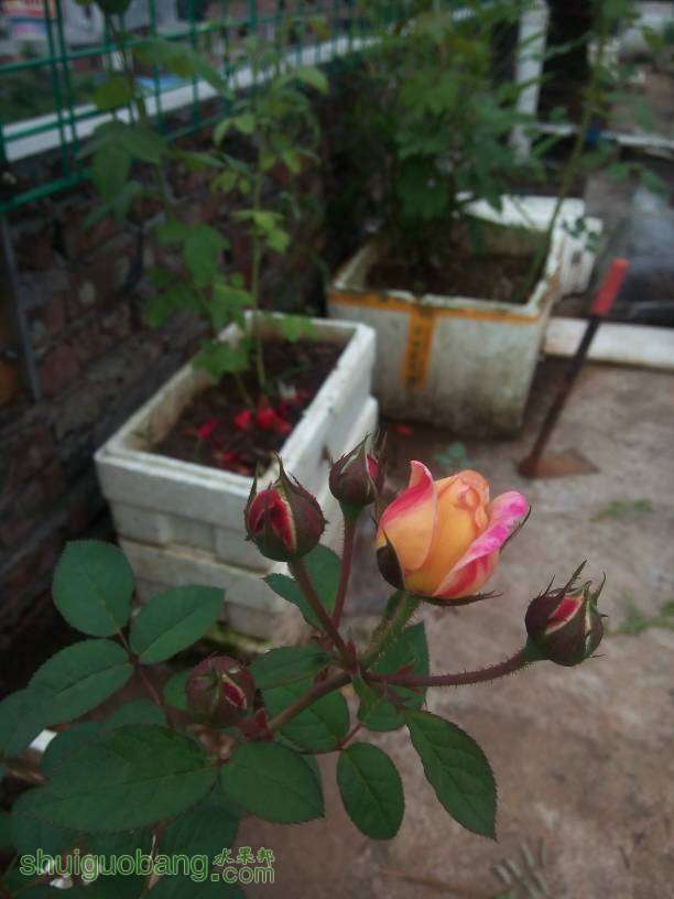 180749rh7ng2oh2944cqgw.jpg