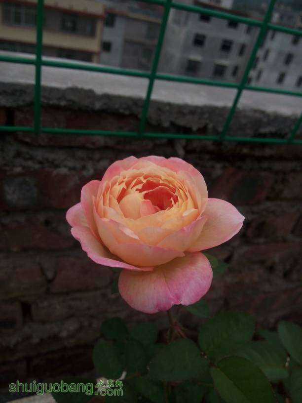180749sjz7yqvvcdxqcjfd.jpg