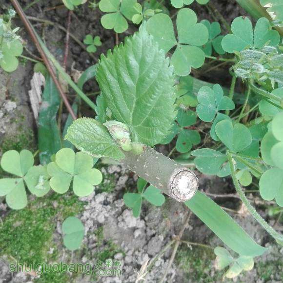 IMG_20160618_130113.jpg
