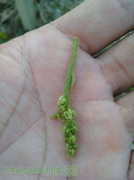 ��εĻ�����׳��Щ