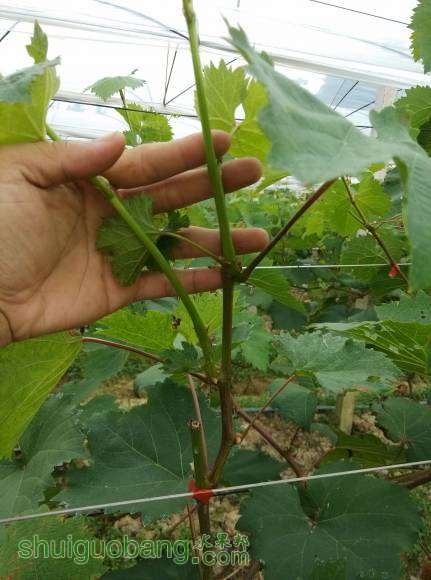 ���µĸ��Һ���Ƚ�׳