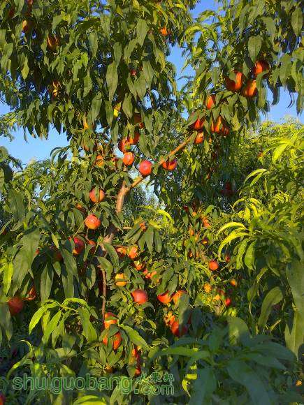 IMG_20160625_053056_HDR.jpg