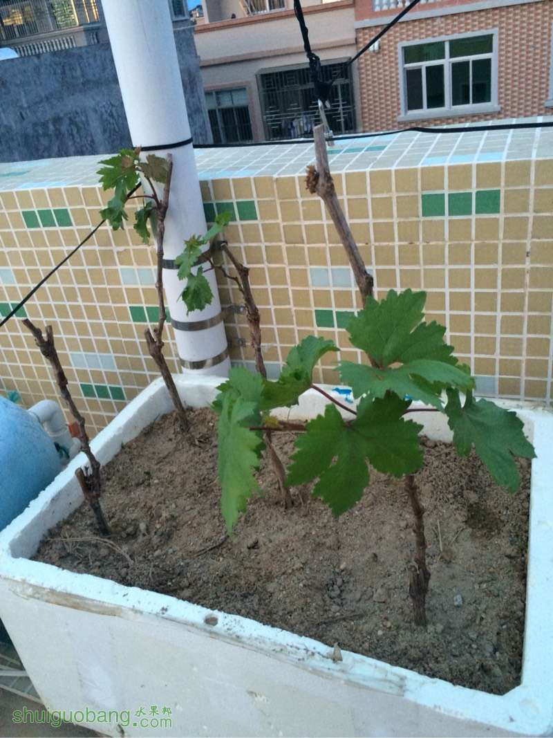 190837a3zzpp4ppllzdwok.jpg