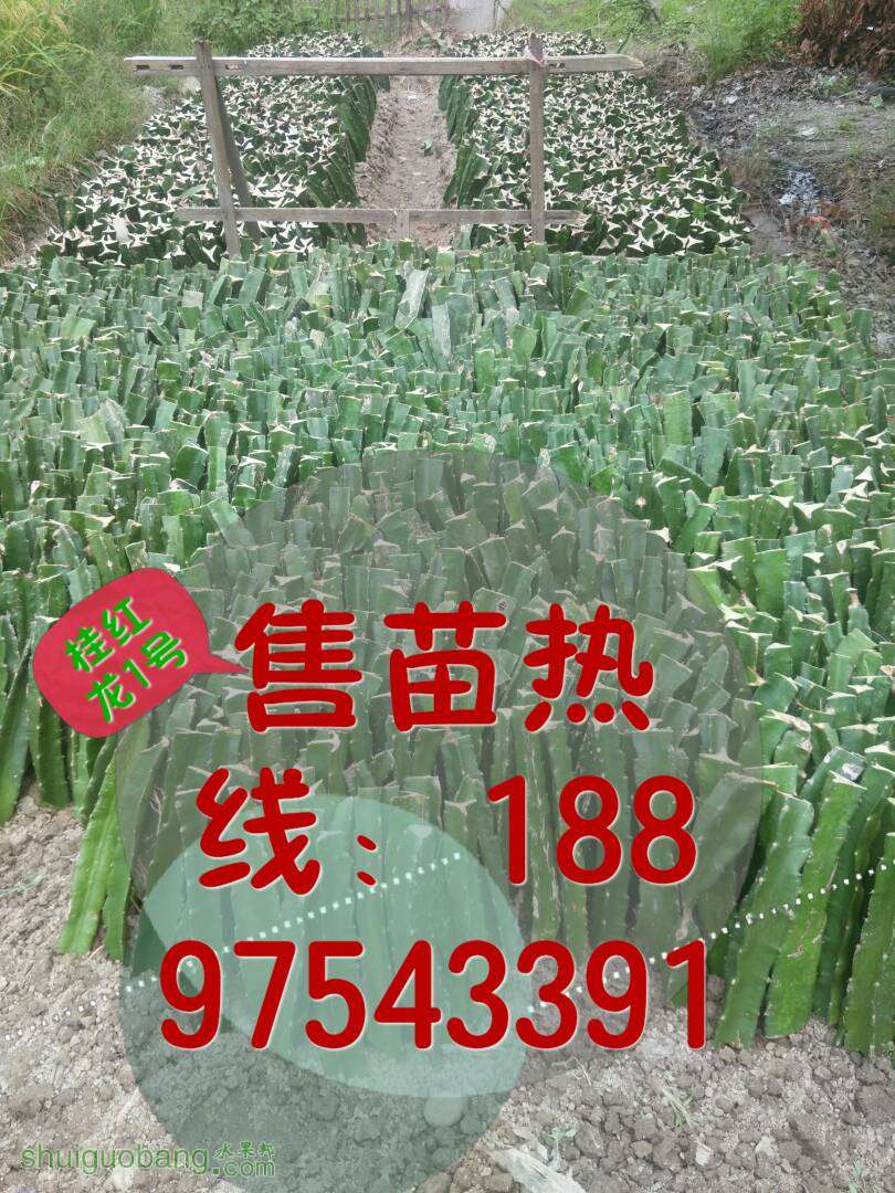 175005dtbne1zxatn9tlxf.JPG