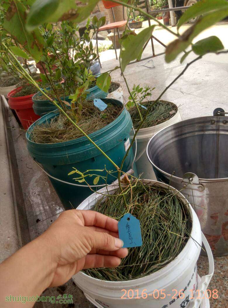 073433avoxcyaqqxau8gax.jpg