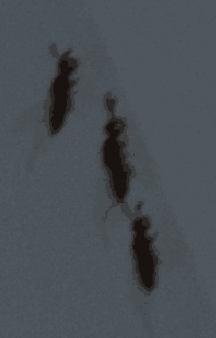 172101ycblvkbj7jjjcrqc.jpg