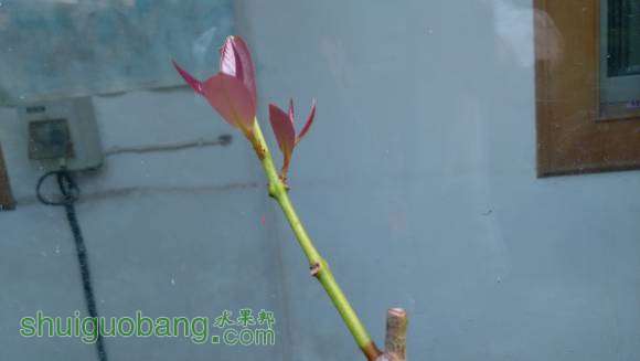 ����һ����Ҷ���ϼ޽ӵİ�����֦�����ڳ�������ѿ���ǳ����ۡ����ˣ���