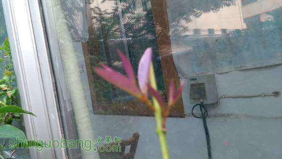 ����һ����Ҷ���ϼ޽ӵİ�����֦�����ڳ�������ѿ���ĵ��е�ģ����