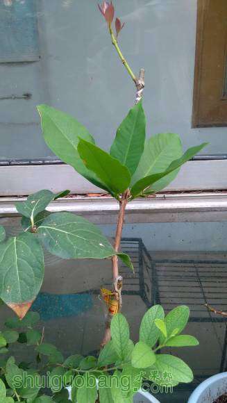 ����һ����Ҷ���ϼ޽ӵİ�����֦�����ڳ�������ѿ��ȫ���ա���