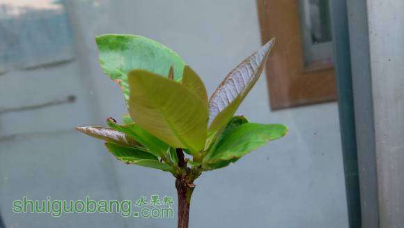 ��Ҷ���ֳ�������Ҷ��Ҳ�����ۣ��͹ⷢ����