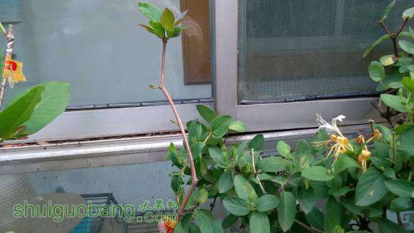 ��Ҷ������ա�