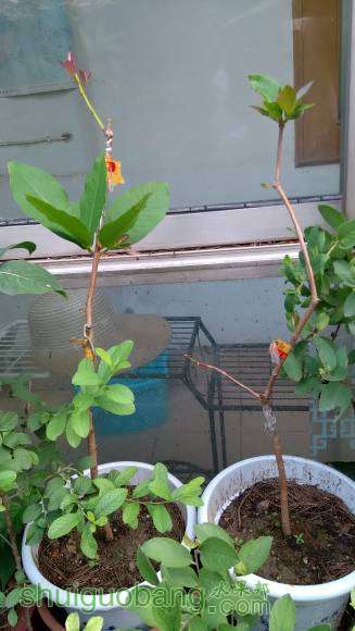 ����һ���󣩡���Ҷ�죨�ң����ա�