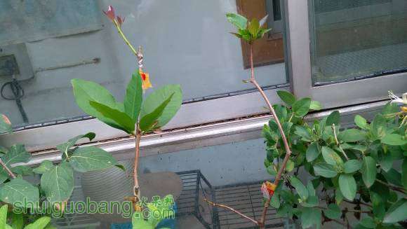 ����һ���󣩡���Ҷ�죨�ң����ա�