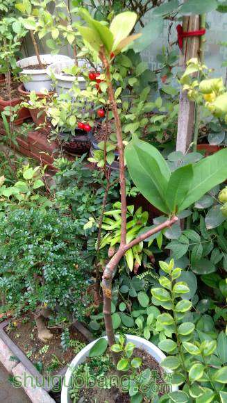 �ɵ�֦����Ҳ��������ѿ�����к�ɫ�ƹ���飩��