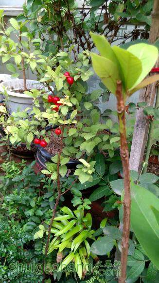 �ɵ�֦����Ҳ��������ѿ�����к�ɫ�ƹ���飩��