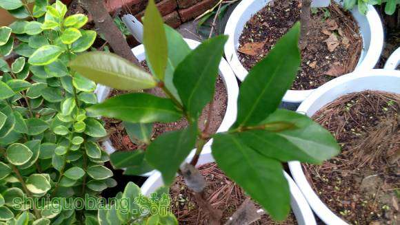 �����ѳ����˵ڶ�����Ҷ������ϲ�ˣ�