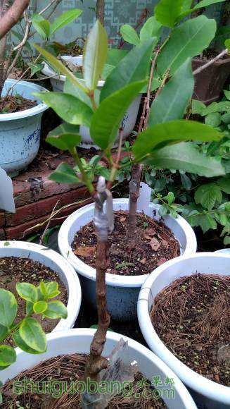 �����ѳ����˵ڶ�����Ҷ������ϲ�ˣ�