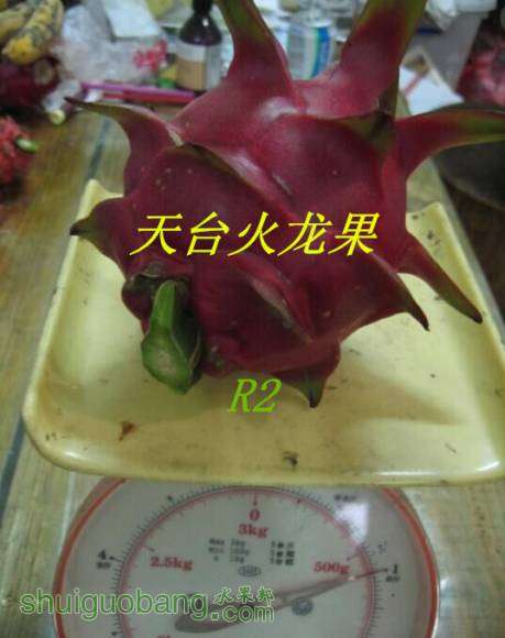 Z9.jpg