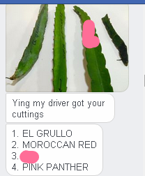 Z.png