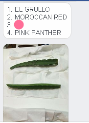 ZZ.png