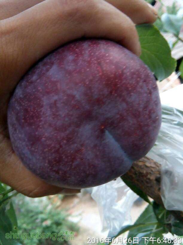 095103g9tw2a2opspjhtab.jpg