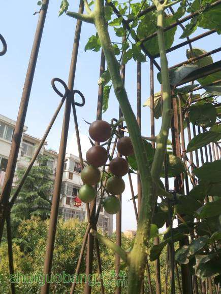 ��������ɫ