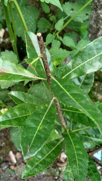 杨梅树终于发芽了