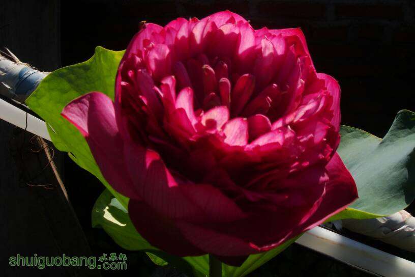 085254d5a7jpfgaxmbql7f.JPG