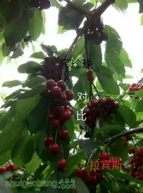 100548uas466wwb4x6wls4.jpeg