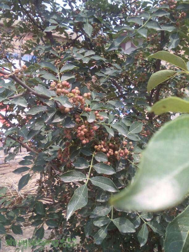 053355pahzu71uw77h7227.jpg