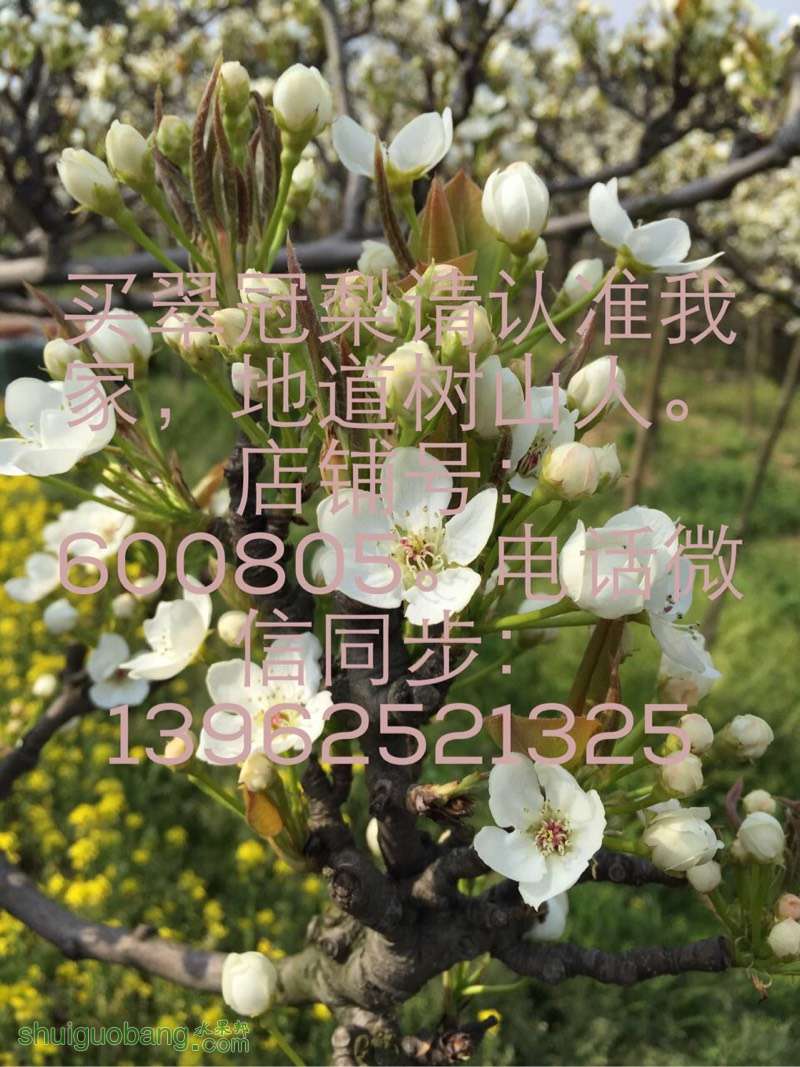 130345ozcgok4pc74vucv0.jpg