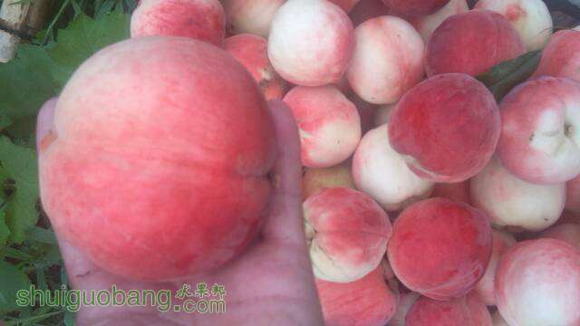 210402gc89bfdh35mrfrcr.jpg