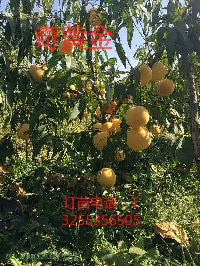 135930wuz89juej8zvyz8n.jpeg