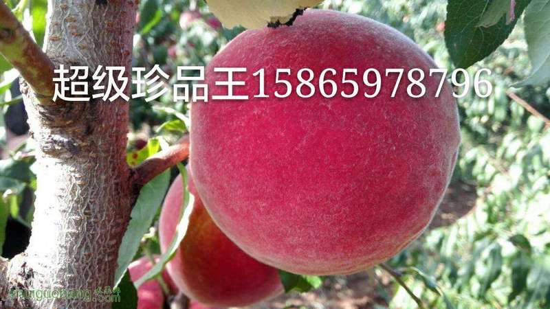 120348xeym2pjknqw522gz.jpg