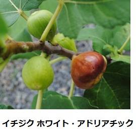 63_1_expand2020.jpg